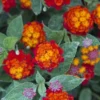 Cosmic Firestorm Lantana - 1 Gallon Pot
