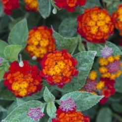 Cosmic Firestorm Lantana - 1 Gallon Pot