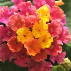 Little Lucky Hot Pink Lantana - 5 Pack Of Quart Pots