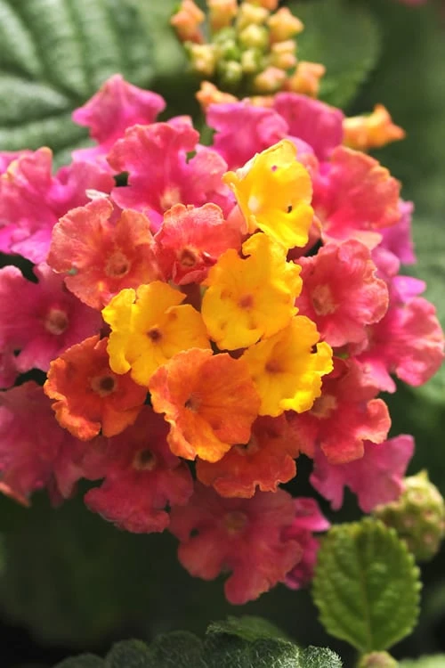 Little Lucky Hot Pink Lantana - 5 Pack Of Quart Pots 3 Little Lucky Hot Pink Lantana - 5 Pack Of Quart Pots