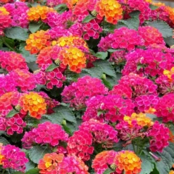 Little Lucky Hot Pink Lantana - 5 Pack Of Quart Pots 9 Little Lucky Hot Pink Lantana - 5 Pack Of Quart Pots -Outlet Aegis Garden Store Lantana Little Lucky Hot Pink3 1