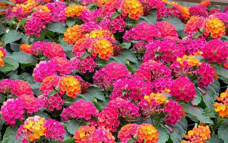 Little Lucky Hot Pink Lantana - 5 Pack Of Quart Pots 6 Little Lucky Hot Pink Lantana - 5 Pack Of Quart Pots - Image 4