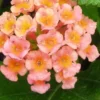 Little Lucky Peach Glow Lantana - 1 Gallon Pot -Outlet Aegis Garden Store Lantana Little Lucky Peach Glow 500x750 2