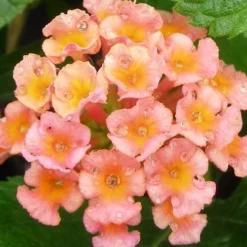 Little Lucky Peach Glow Lantana - 1 Gallon Pot -Outlet Aegis Garden Store Lantana Little Lucky Peach Glow Flower Closeup 1