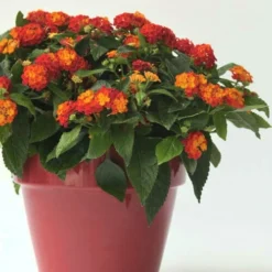 Little Lucky Red Lantana - 6 Inch Pot -Outlet Aegis Garden Store Lantana Little Lucky Red 5 1