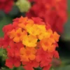 Little Lucky Red Lantana - 5 Pack Of Quart Pots