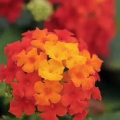 Little Lucky Red Lantana - 5 Pack Of Quart Pots