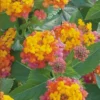 Miss Huff Hardy Lantana - 6 Pack Of 1 Gallon Pots -Outlet Aegis Garden Store Lantana Miss Huff 50