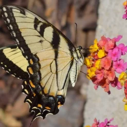 Sonset Hardy Lantana - 5 Pack Of Quart Pots -Outlet Aegis Garden Store Lantana Sonset 25