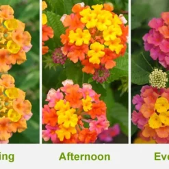 Sonset Hardy Lantana - 5 Pack Of Quart Pots -Outlet Aegis Garden Store Lantana Sonset 26