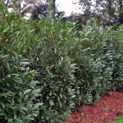 Schip Laurel (Prunus Laurocersasus 'Schipkaensis') - 6 Pack Of 1 Gallon Pots 12 Schip Laurel (Prunus Laurocersasus 'Schipkaensis') - 6 Pack Of 1 Gallon Pots -Outlet Aegis Garden Store Laurel Schip 1 1