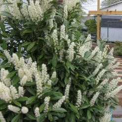 Schip Laurel (Prunus Laurocersasus 'Schipkaensis') - 6 Pack Of 1 Gallon Pots