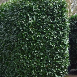 Schip Laurel (Prunus Laurocersasus 'Schipkaensis') - 6 Pack Of 1 Gallon Pots 11 Schip Laurel (Prunus Laurocersasus 'Schipkaensis') - 6 Pack Of 1 Gallon Pots -Outlet Aegis Garden Store Laurel Schip 2 1