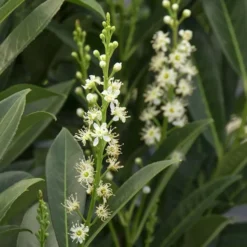 Schip Laurel (Prunus Laurocersasus 'Schipkaensis') - 3 Gallon Pot -Outlet Aegis Garden Store Laurel Schip 3