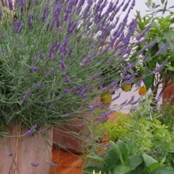 Phenomenal Lavender - 10" Patio Pot -Outlet Aegis Garden Store Lavender Phenomenal 12