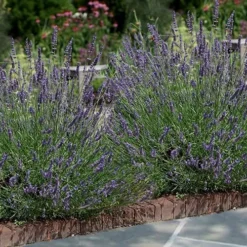 Phenomenal Lavender - 10" Patio Pot -Outlet Aegis Garden Store Lavender Phenomenal 13