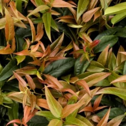 Scarletta Fetterbush - Leucothoe Fontanesiana 'Zeblid' - 2 Gallon Pot -Outlet Aegis Garden Store Leucothoe Scarletta 2