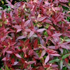 Scarletta Fetterbush - Leucothoe Fontanesiana 'Zeblid' - 2 Gallon Pot -Outlet Aegis Garden Store Leucothoe Scarletta 5