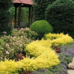 Sunshine Ligustrum - 2 Gallon Pot -Outlet Aegis Garden Store Ligustrum Sunshine 11 1