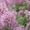 Bloomerang Pink Perfume Lilac - 3 Gallon Pot 1 Bloomerang Pink Perfume Lilac - 3 Gallon Pot -Outlet Aegis Garden Store Lilac Bloomerang Pink Perfume 500x750 1