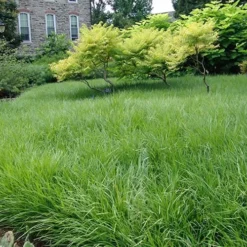 Creeping Lilyturf (Liriope Spicata) - 36 Pack Of 3.5" Pint Pots -Outlet Aegis Garden Store Liriope Creeping Landscape 4