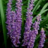 Royal Purple Liriope - Lilyturf - 6 Pack Of 1 Pint Pots -Outlet Aegis Garden Store Liriope Royal Purple 17