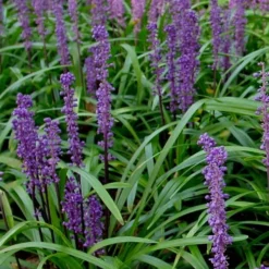 Royal Purple Liriope - Lilyturf - 6 Pack Of 1 Pint Pots -Outlet Aegis Garden Store Liriope Royal Purple 500x750 1