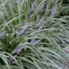 Silvery Sunproof Variegated Liriope - Lilyturf - 18 Count Flat Of Pint Pots -Outlet Aegis Garden Store Liriope Silvery Sunproof 13
