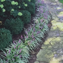 Silvery Sunproof Variegated Liriope - Lilyturf - 18 Count Flat Of Pint Pots -Outlet Aegis Garden Store Liriope Silvery Sunproof 15