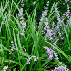 Creeping Lilyturf (Liriope Spicata) - 36 Pack Of 3.5" Pint Pots -Outlet Aegis Garden Store Liriope Spicata 50 4