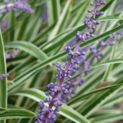 Variegated Liriope - Lilyturf - 72 Pack Of 3.5" Pint Pots -Outlet Aegis Garden Store Liriope Variegata 7 3