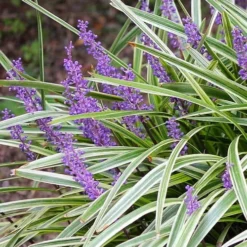 Variegated Liriope - Lilyturf - 72 Pack Of 3.5" Pint Pots -Outlet Aegis Garden Store Liriope Variegated 15 3