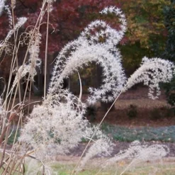Little Zebra Grass - Miscanthus - 6 Pack Of 1 Gallon Pots -Outlet Aegis Garden Store Little Zebra Grass 1