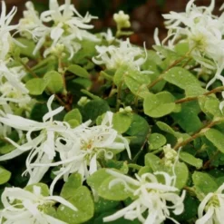 Emerald Snow Loropetalum (Chinese Fringeflower) - 3 Gallon Pot -Outlet Aegis Garden Store Loropetalum Emerald Snow 1 2