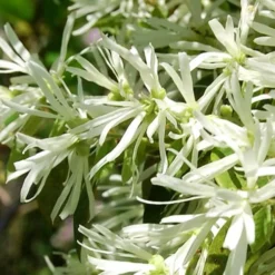 Emerald Snow Loropetalum (Chinese Fringeflower) - 1 Gallon Pot -Outlet Aegis Garden Store Loropetalum Emerald Snow 21 1