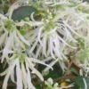 Emerald Snow Loropetalum (Chinese Fringeflower) - 2 Gallon Pot