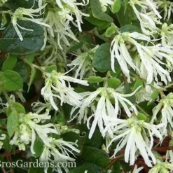 Emerald Snow Loropetalum (Chinese Fringeflower) - 1 Gallon Pot -Outlet Aegis Garden Store Loropetalum Emerald Snow 51 1