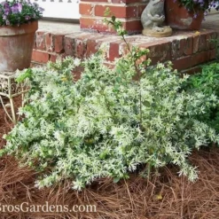 Emerald Snow Loropetalum (Chinese Fringeflower) - 3 Gallon Pot -Outlet Aegis Garden Store Loropetalum Emerald Snow 53 2
