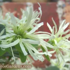 Emerald Snow Loropetalum (Chinese Fringeflower) - 1 Gallon Pot -Outlet Aegis Garden Store Loropetalum Emerald Snow 54 1