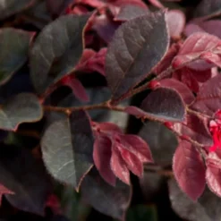 Purple Daydream Dwarf Loropetalum - 2 Gallon Pot -Outlet Aegis Garden Store Loropetalum Purple Daydream 2