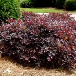 Purple Daydream Dwarf Loropetalum - 2 Gallon Pot -Outlet Aegis Garden Store Loropetalum Purple Daydream 4