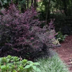 Purple Diamond Loropetalum - 1 Gallon Pot -Outlet Aegis Garden Store Loropetalum Purple Diamond 20 2