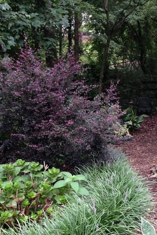 Purple Diamond Loropetalum - 3 Gallon Pot 5 Purple Diamond Loropetalum - 3 Gallon Pot - Image 3