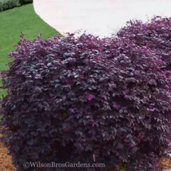 Purple Diamond Loropetalum - 1 Gallon Pot -Outlet Aegis Garden Store Loropetalum Purple Diamond 21 2