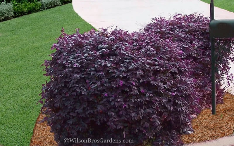 Purple Diamond Loropetalum - 3 Gallon Pot 6 Purple Diamond Loropetalum - 3 Gallon Pot - Image 4