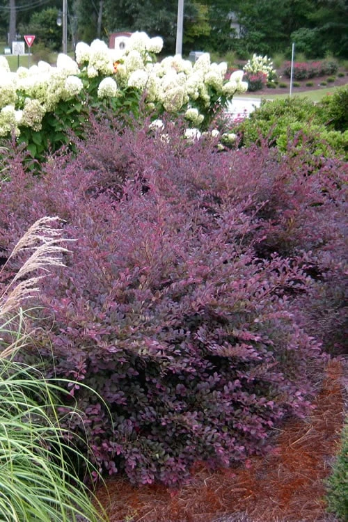 Purple Diamond Loropetalum - 3 Gallon Pot 3 Purple Diamond Loropetalum - 3 Gallon Pot