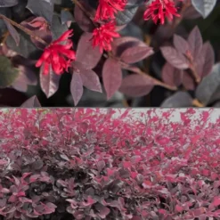 Red Diamond Loropetalum - 7 Gallon Pot -Outlet Aegis Garden Store Loropetalum Red Diamond 500x750 2