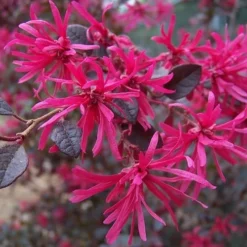 Purple Diamond Loropetalum - 5 Gallon Pot -Outlet Aegis Garden Store LoropetalumPurpleDiamond 2 3
