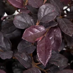 Red Diamond Loropetalum - 2 Gallon Pot -Outlet Aegis Garden Store LoropetalumRedDiamond 3 3