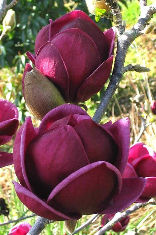 Genie Magnolia Tulip Tree - 1 Gallon Pot 3 Genie Magnolia Tulip Tree - 1 Gallon Pot